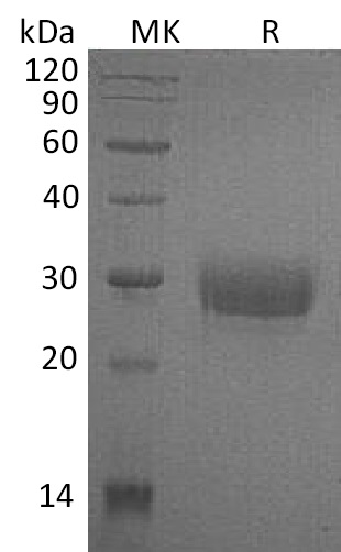 Human CD32a +SDS-PAGE-1.jpg